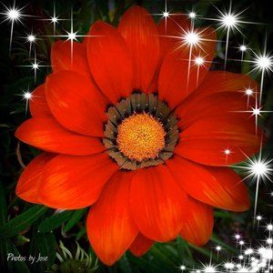 Meet your Posher, Zora